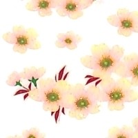 #季節ラメ入りシールサクラ OKUYAMA奥山 :4935786584245