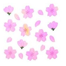 ＃ｵｰﾛﾗｼｰﾙ 桜 デコレーション 手帳 メッセージカード 奥山 :4935786360788