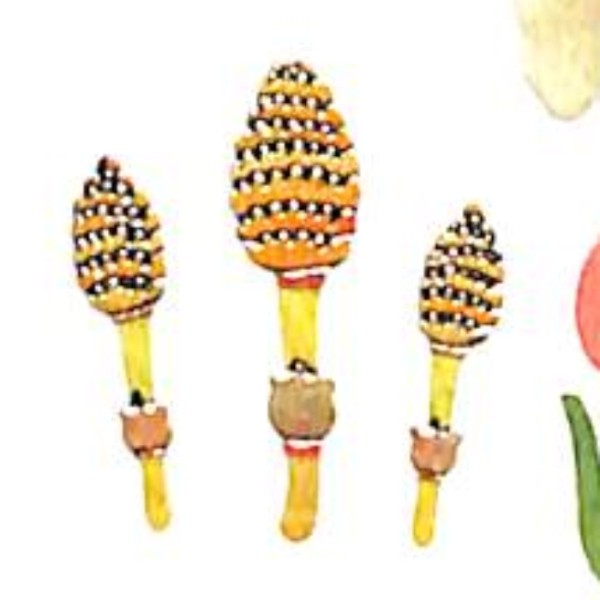 ＃和風ｼｰﾙ春の野原 OKUYAMA奥山 :4935786393571
