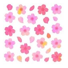 ＃ｵｰﾛﾗｼｰﾙ 桜花びら グラデーション 春 桜柄 可愛い デコレーション 奥山 :4935786575786